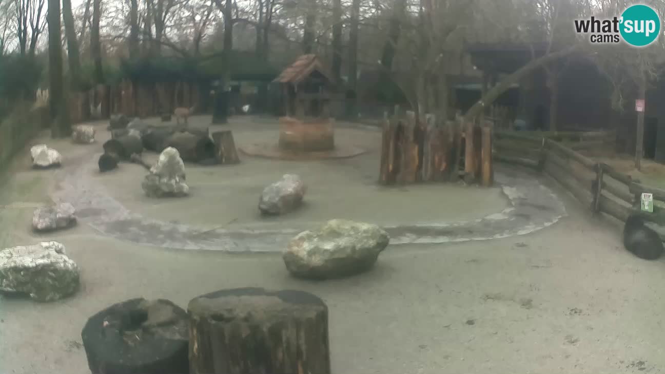 Zoo Zagreb –  Mono maicero