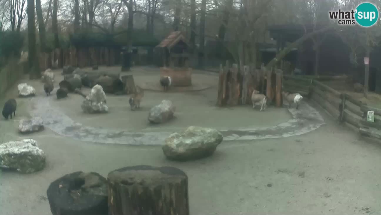 Zoo Zagreb –  Mono maicero