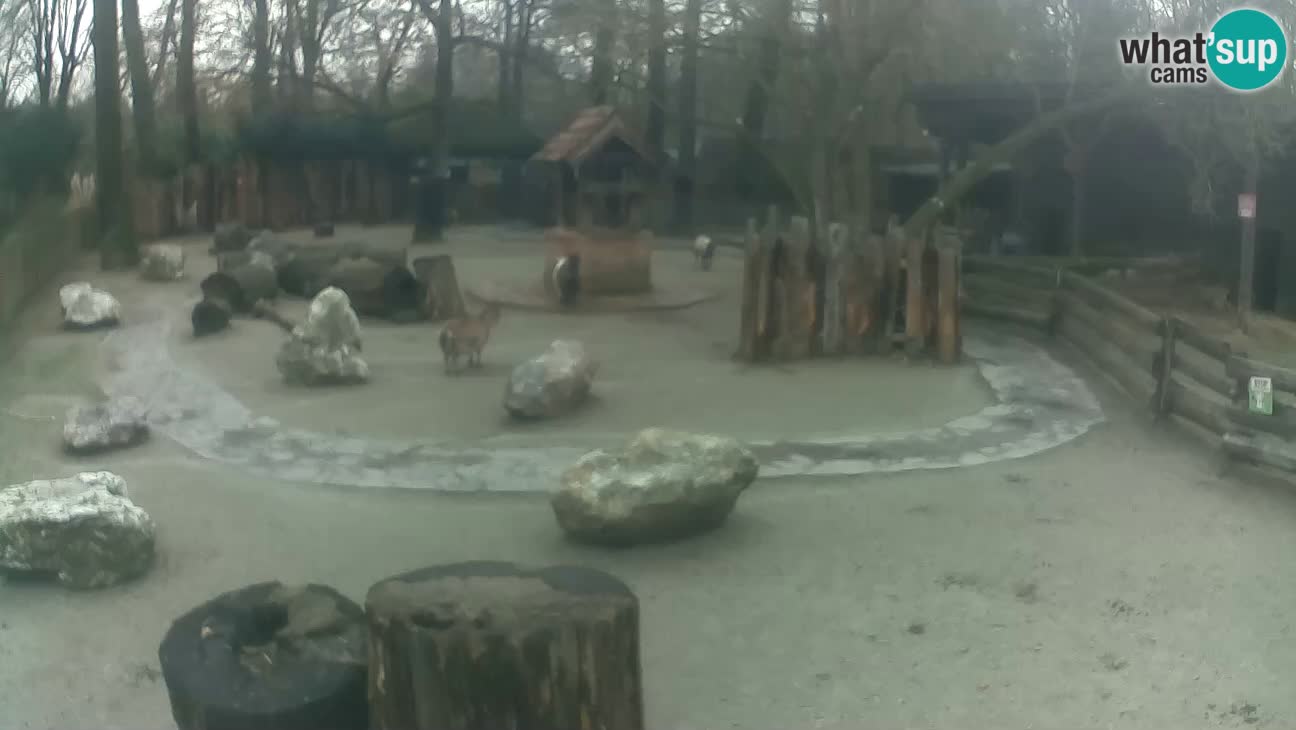 Zoo Zagreb – Cebo dai cornetti