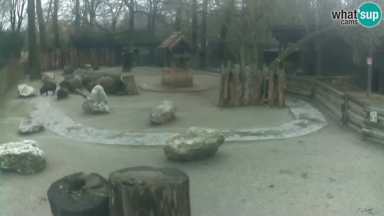 Zoo Zagreb – Cebus apella