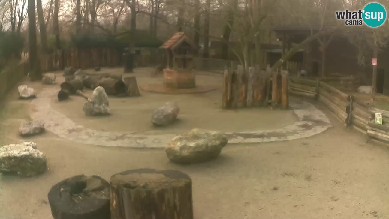 Zoo Zagreb – Cebus apella