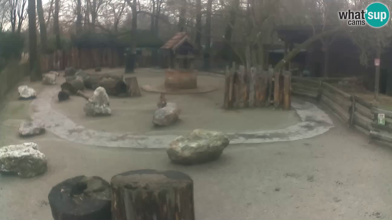 Zoo Zagreb – Cebus apella