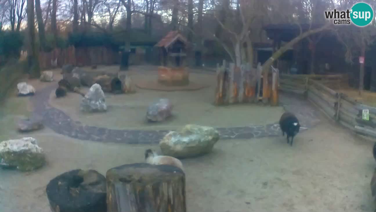 Zoo Zagreb – Cebus apella