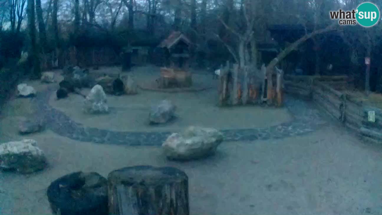 Zoo Zagreb – Rjava kapucinka