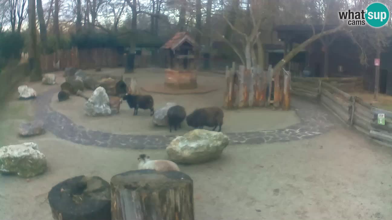 Zoo Zagreb –  Mono maicero