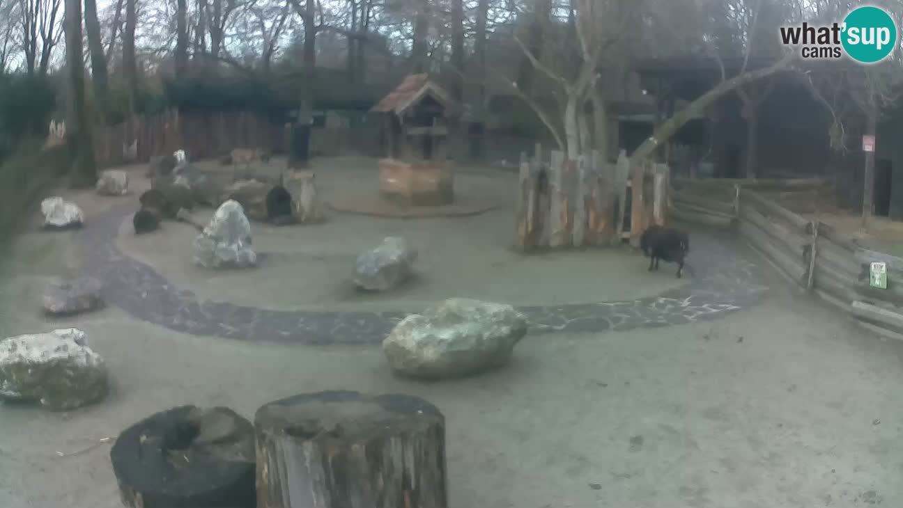 Zoo Zagreb – Cebus apella