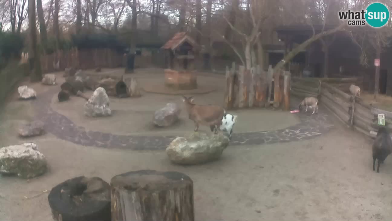 Zoo Zagreb – Rjava kapucinka