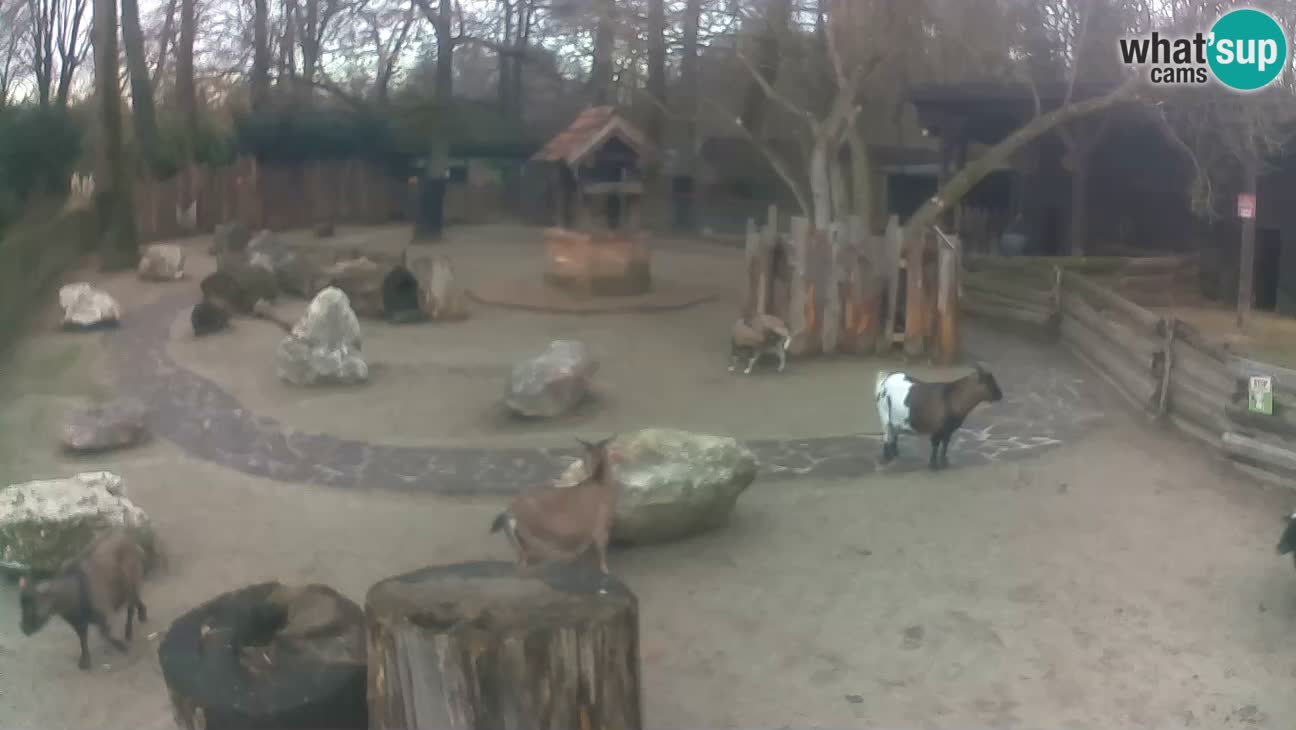 Zoo Zagreb – Rjava kapucinka