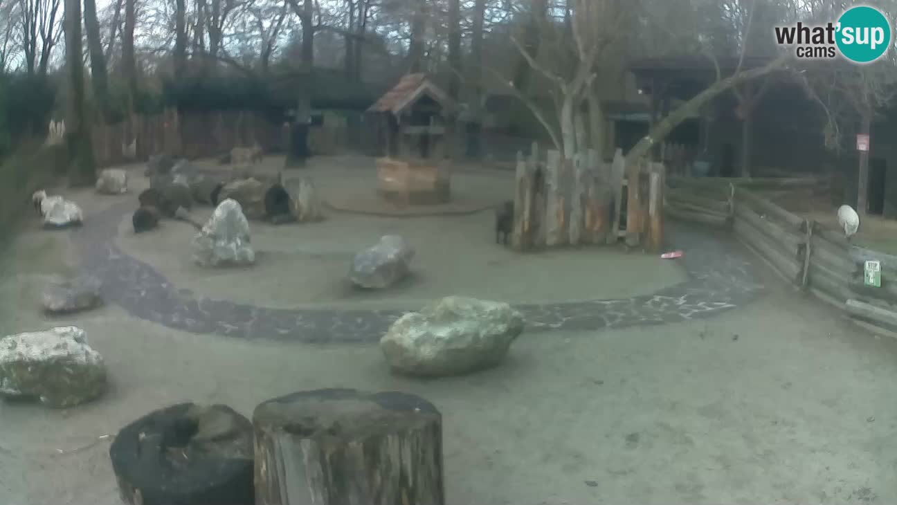 Zoo Zagreb – Haubenkapuziner