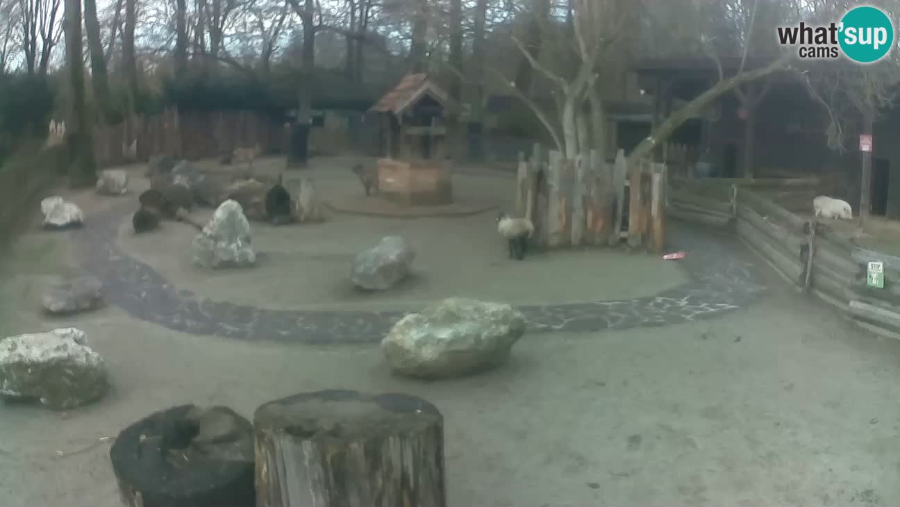 Zoo Zagreb – Haubenkapuziner