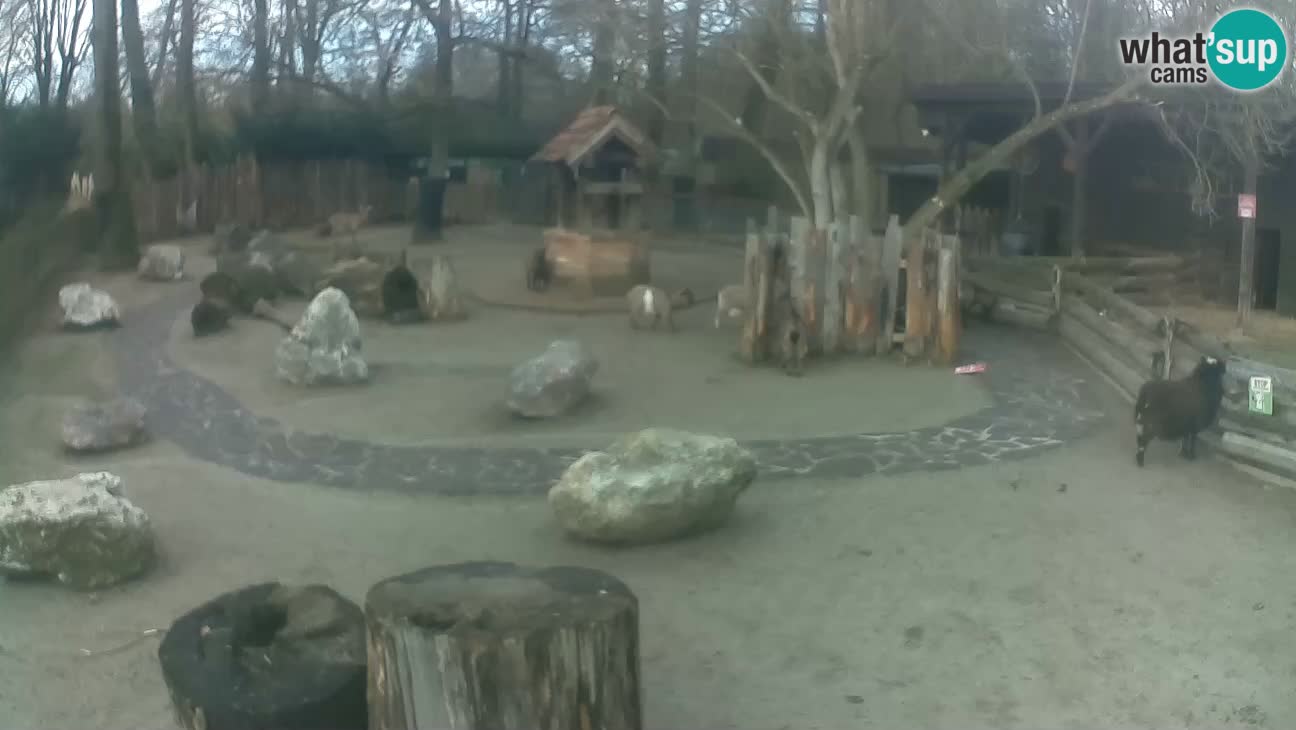 Zoo Zagreb –  Mono maicero