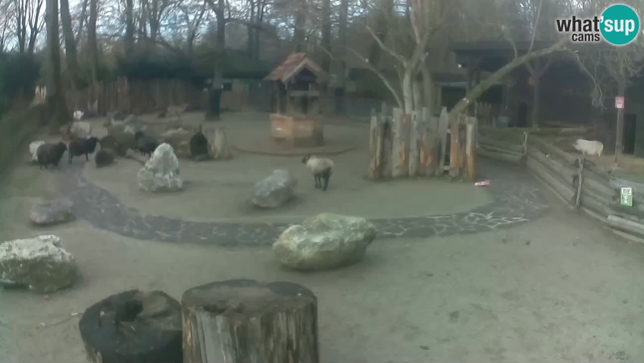 Zoo Zagreb – Rjava kapucinka