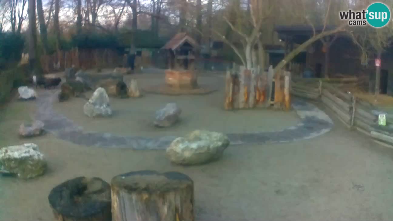 Zoo Zagreb – Rjava kapucinka