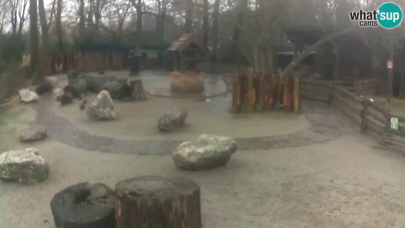 Zoo Zagreb – Haubenkapuziner