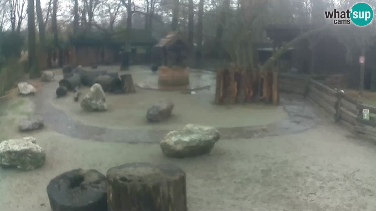 Zoo Zagreb – Cebus apella