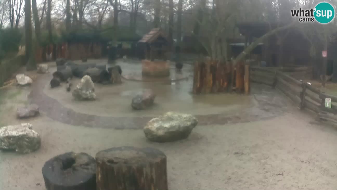 Zoo Zagreb – Rjava kapucinka