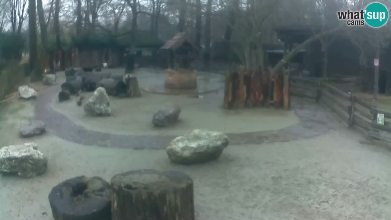 Zoo Zagreb – Cebus apella