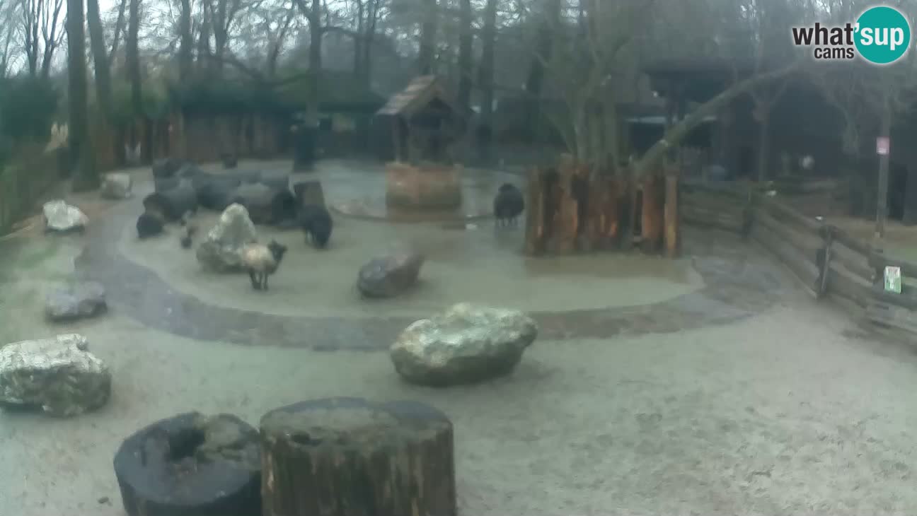 Zoo Zagreb – Haubenkapuziner