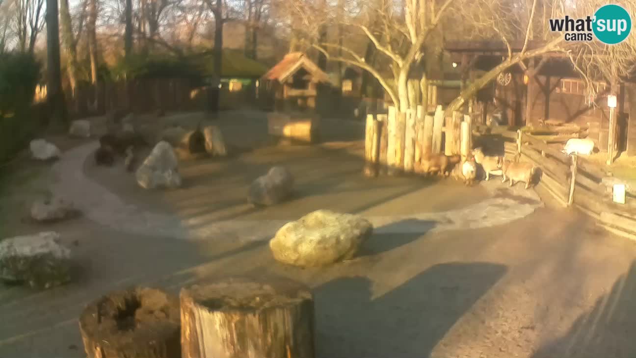 Zoo Zagreb – Cebo dai cornetti