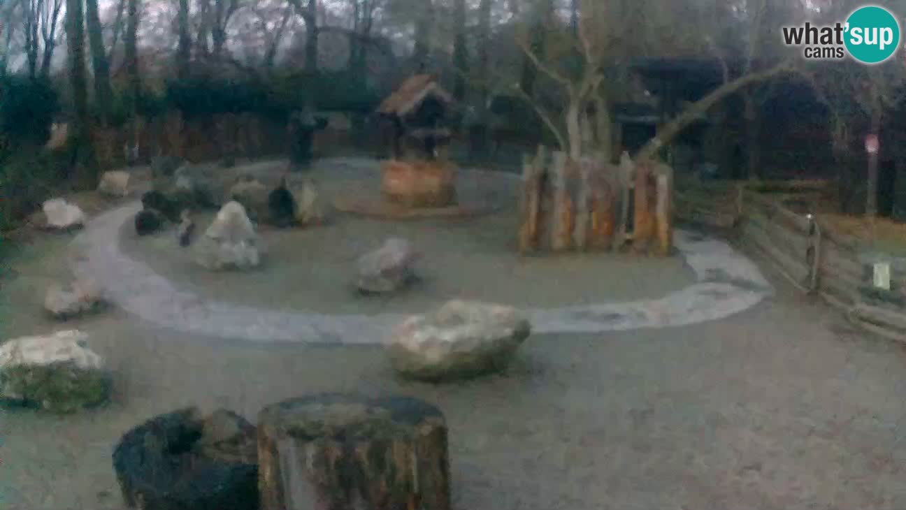 Zoo Zagreb – Rjava kapucinka