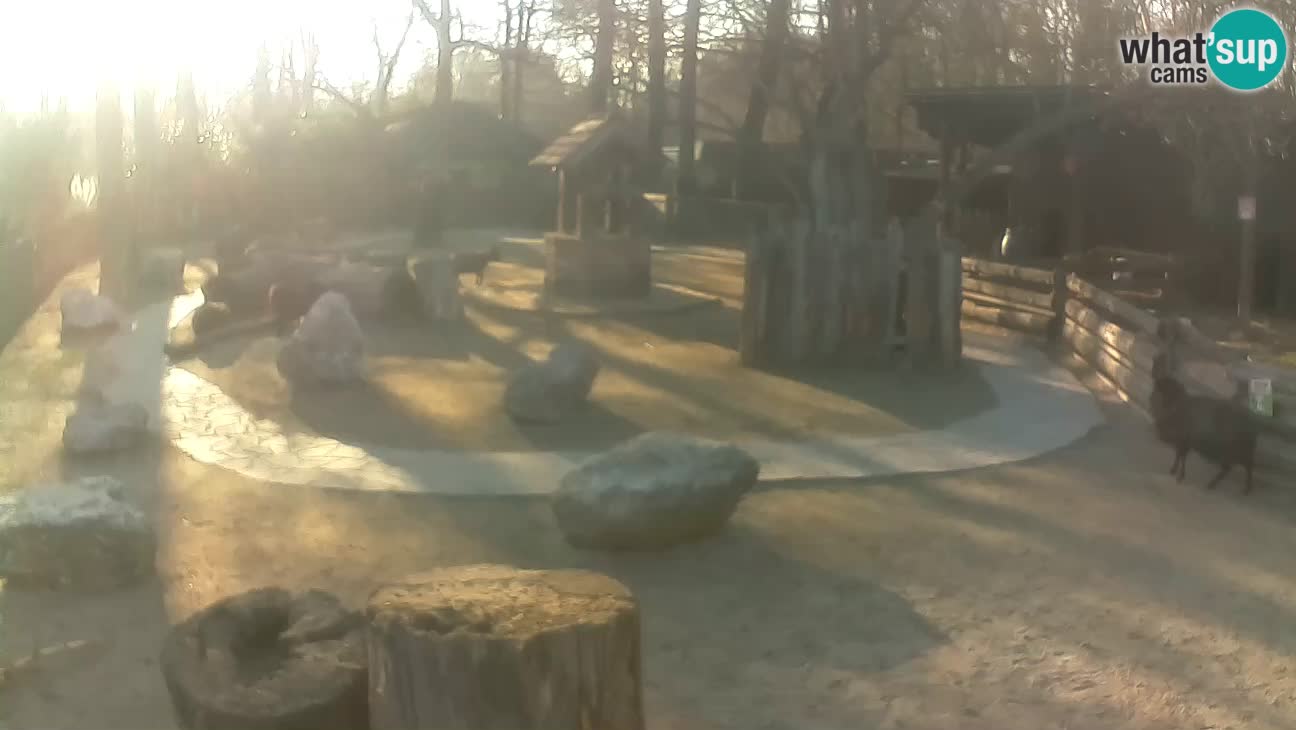 Zoo Zagreb – Rjava kapucinka