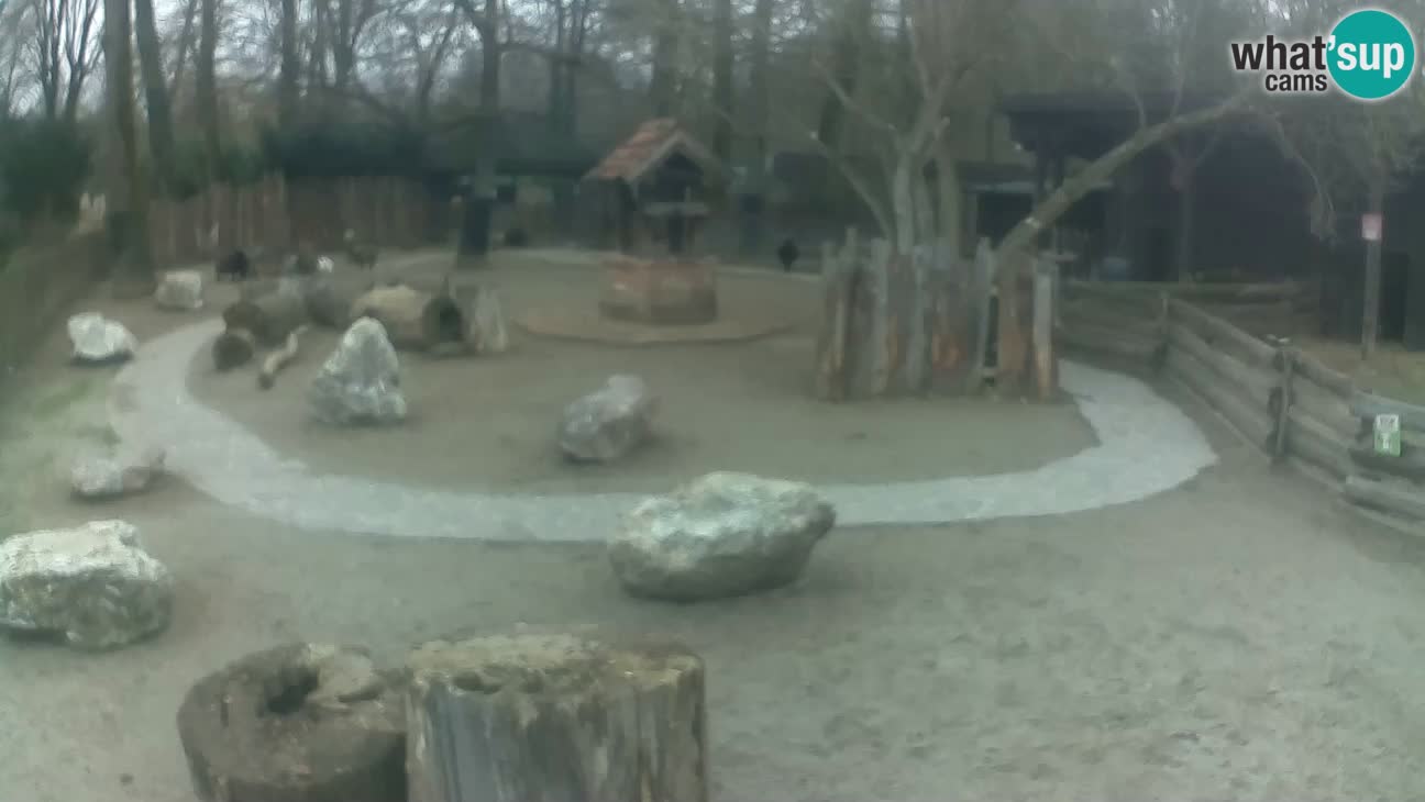 Zoo Zagreb – Cebo dai cornetti