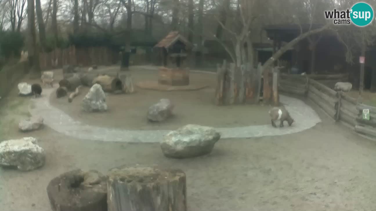 Zoo Zagreb – Rjava kapucinka