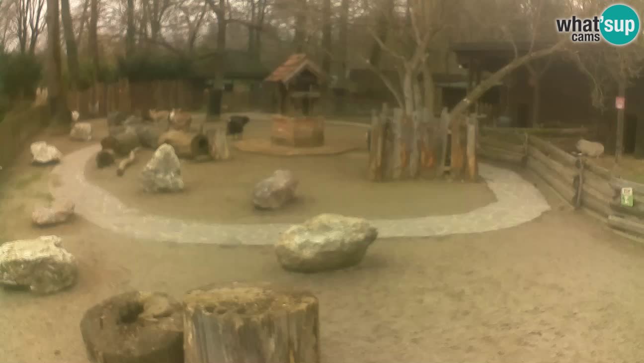 Zoo Zagreb – Cebus apella