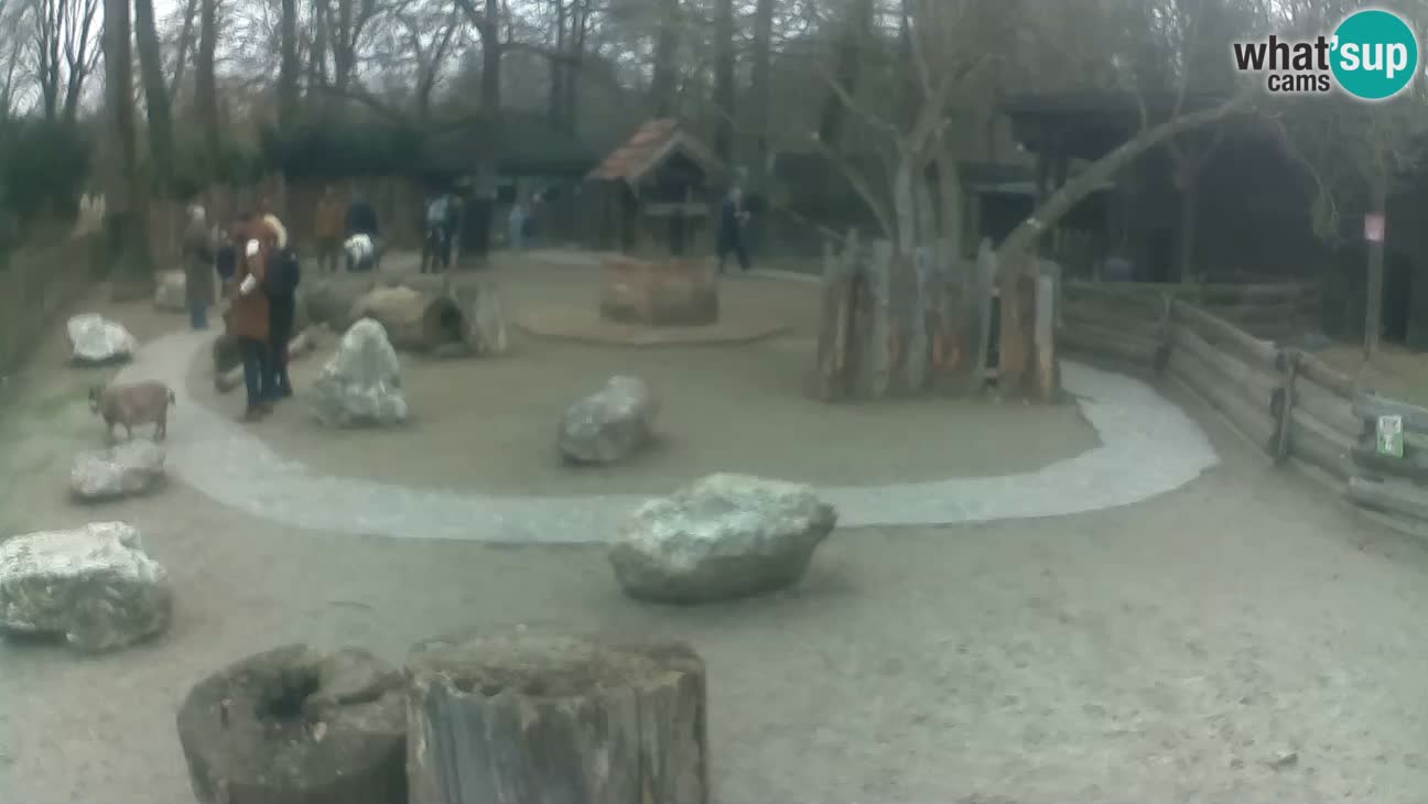 Zoo Zagreb – Cebus apella