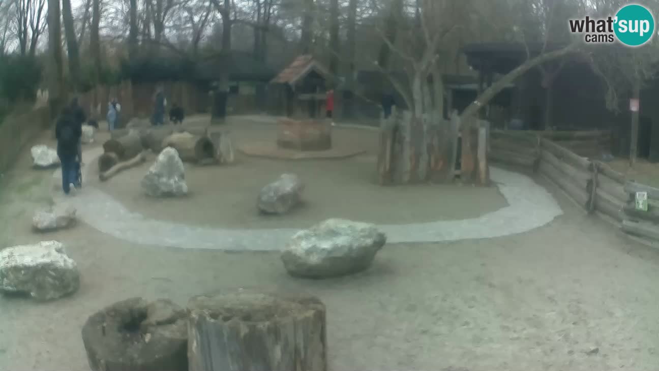 Zoo Zagreb – Cebo dai cornetti