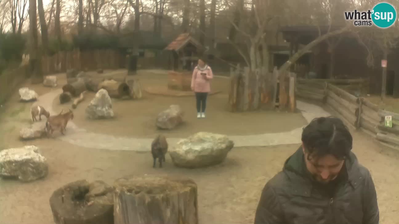 Zoo Zagreb – Rjava kapucinka