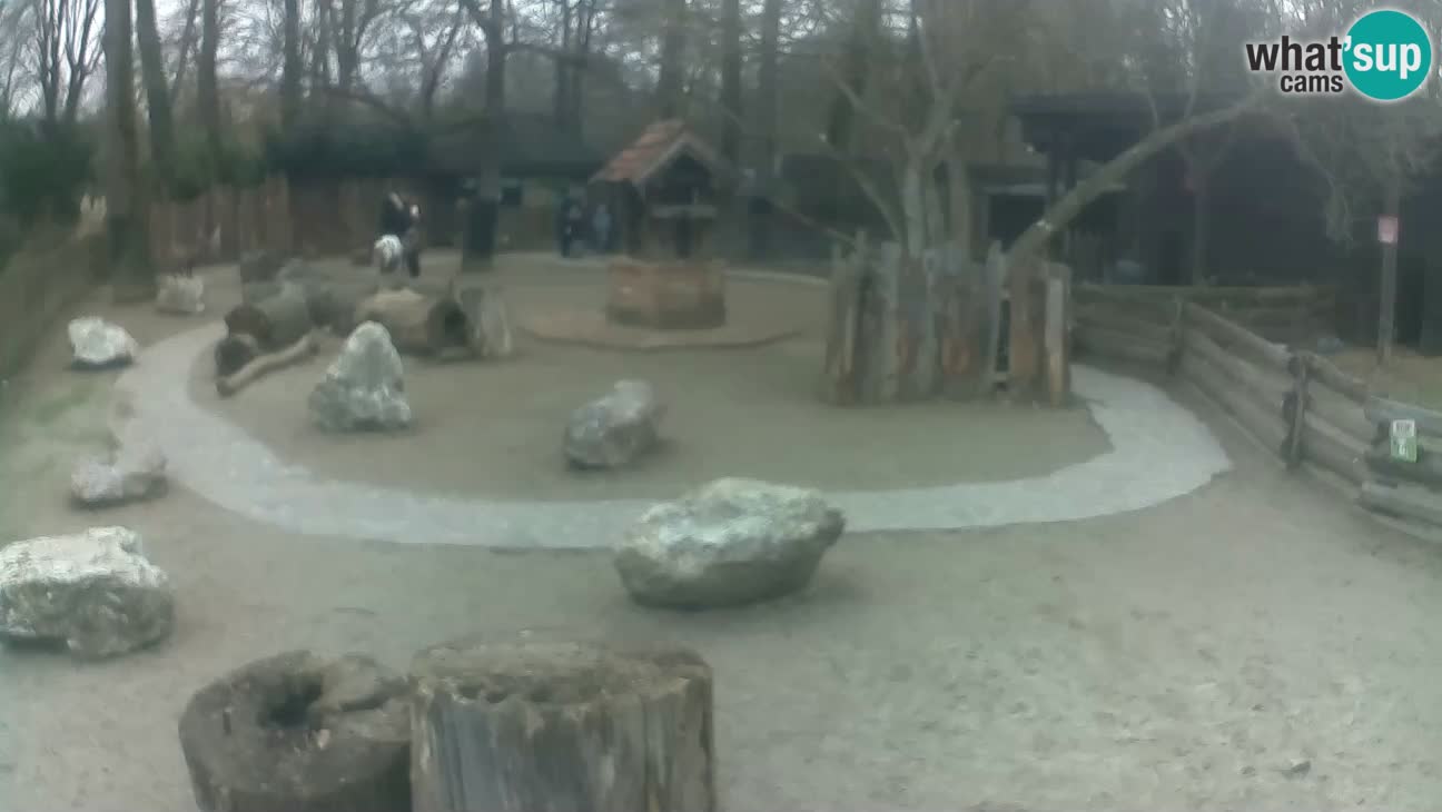 Zoo Zagreb – Cebus apella