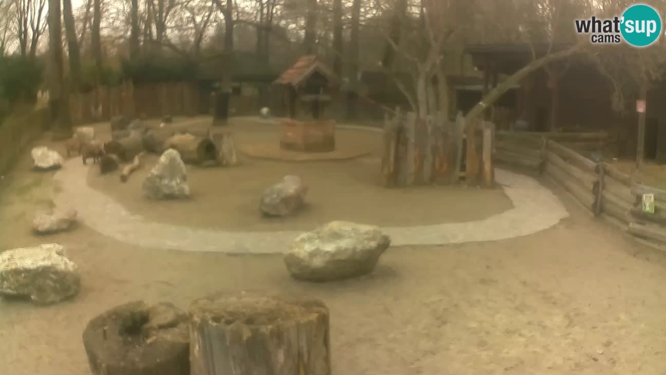 Zoo Zagreb –  Mono maicero