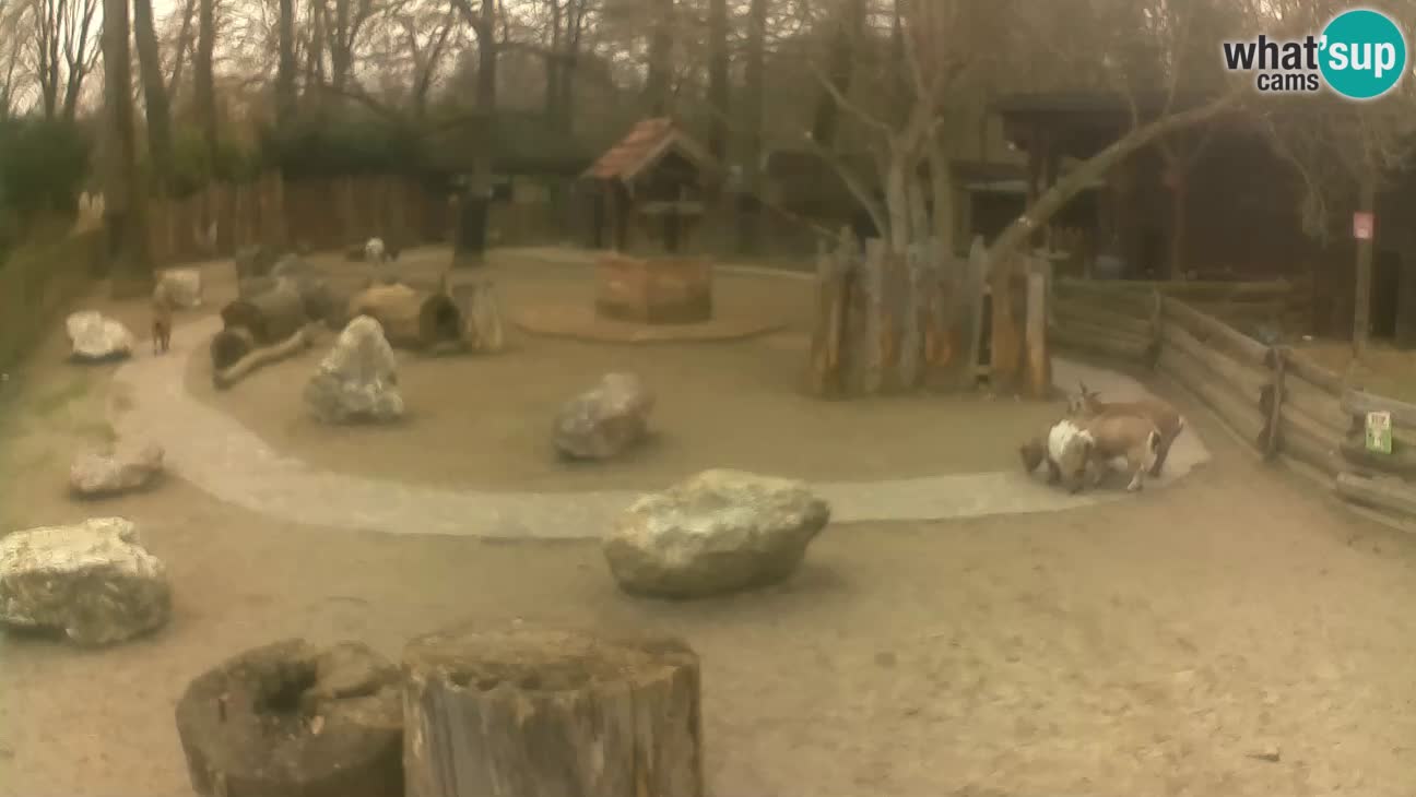 Zoo Zagreb –  Mono maicero