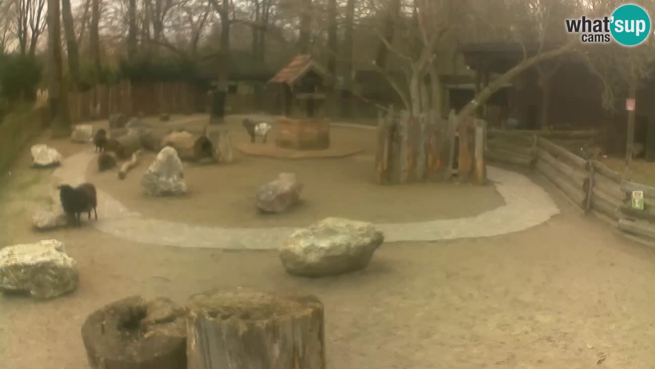 Zoo Zagreb – Rjava kapucinka