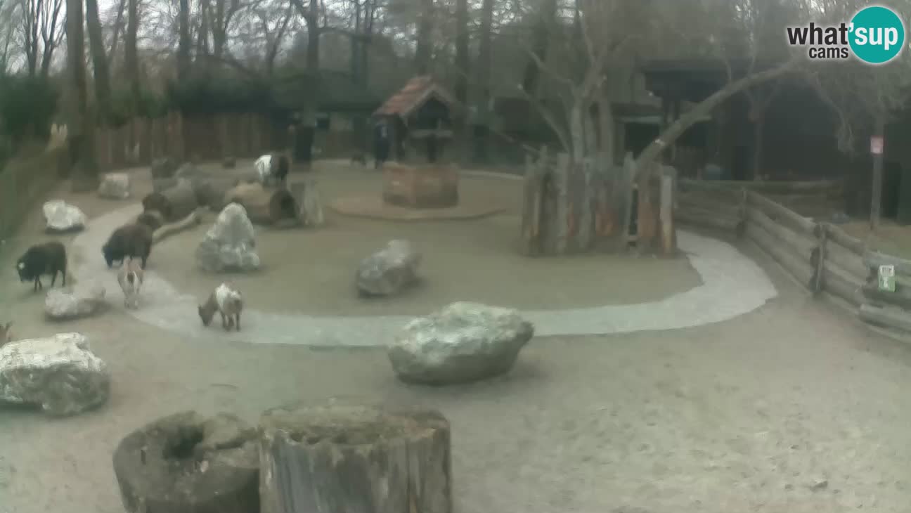 Zoo Zagreb – Haubenkapuziner