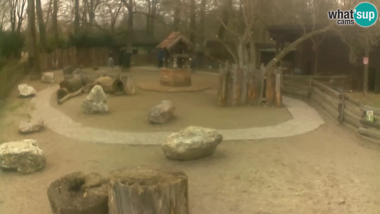 Zoo Zagreb – Cebus apella