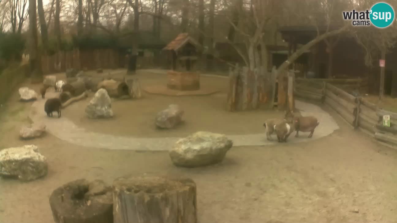 Zoo Zagreb – Cebo dai cornetti