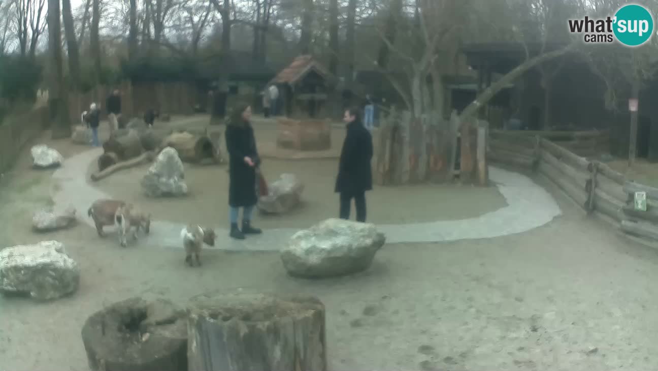 Zoo Zagreb –  Mono maicero