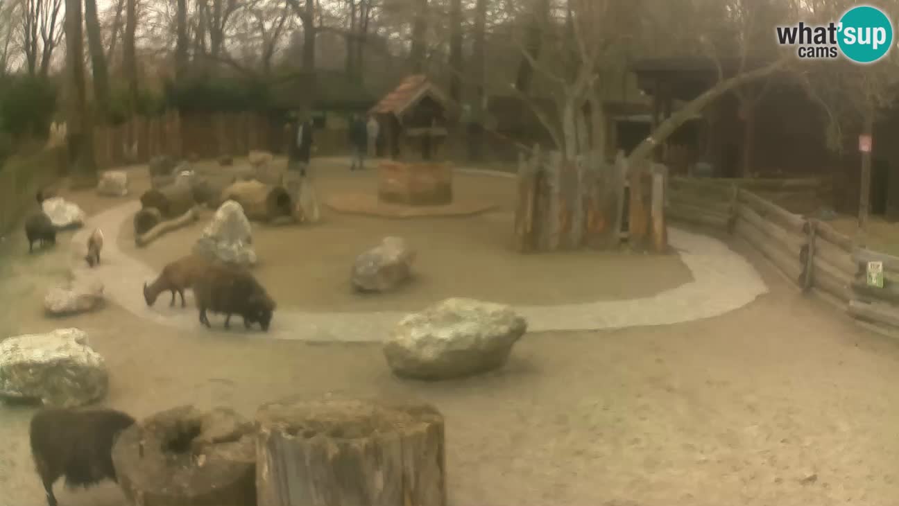 Zoo Zagreb –  Mono maicero