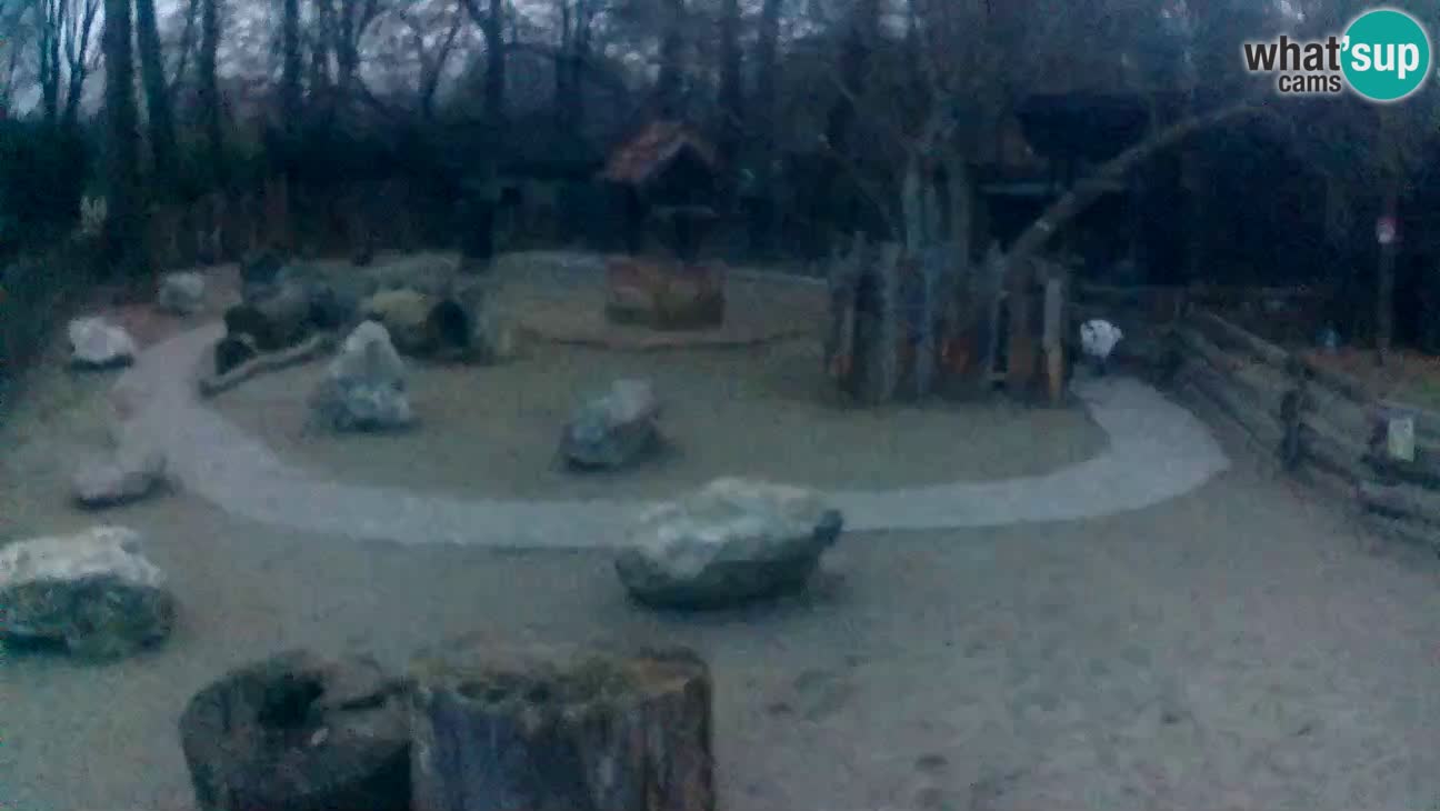 Zoo Zagreb – Cebus apella