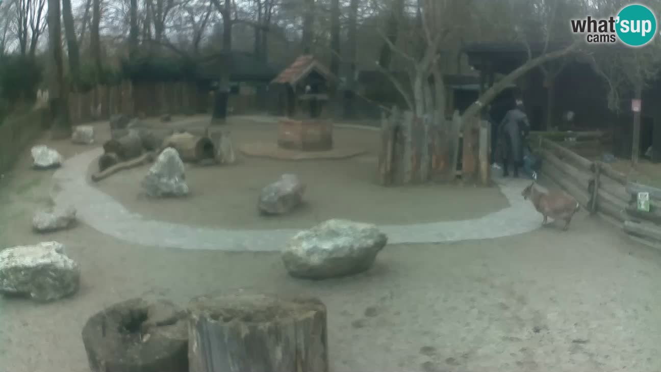 Zoo Zagreb – Rjava kapucinka