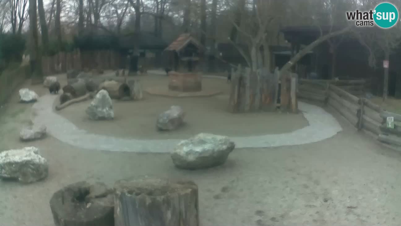 Zoo Zagreb – Cebus apella