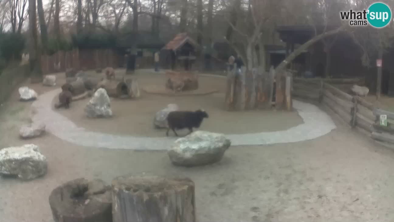 Zoo Zagreb – Haubenkapuziner