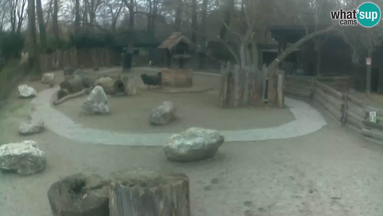 Zoo Zagreb – Rjava kapucinka