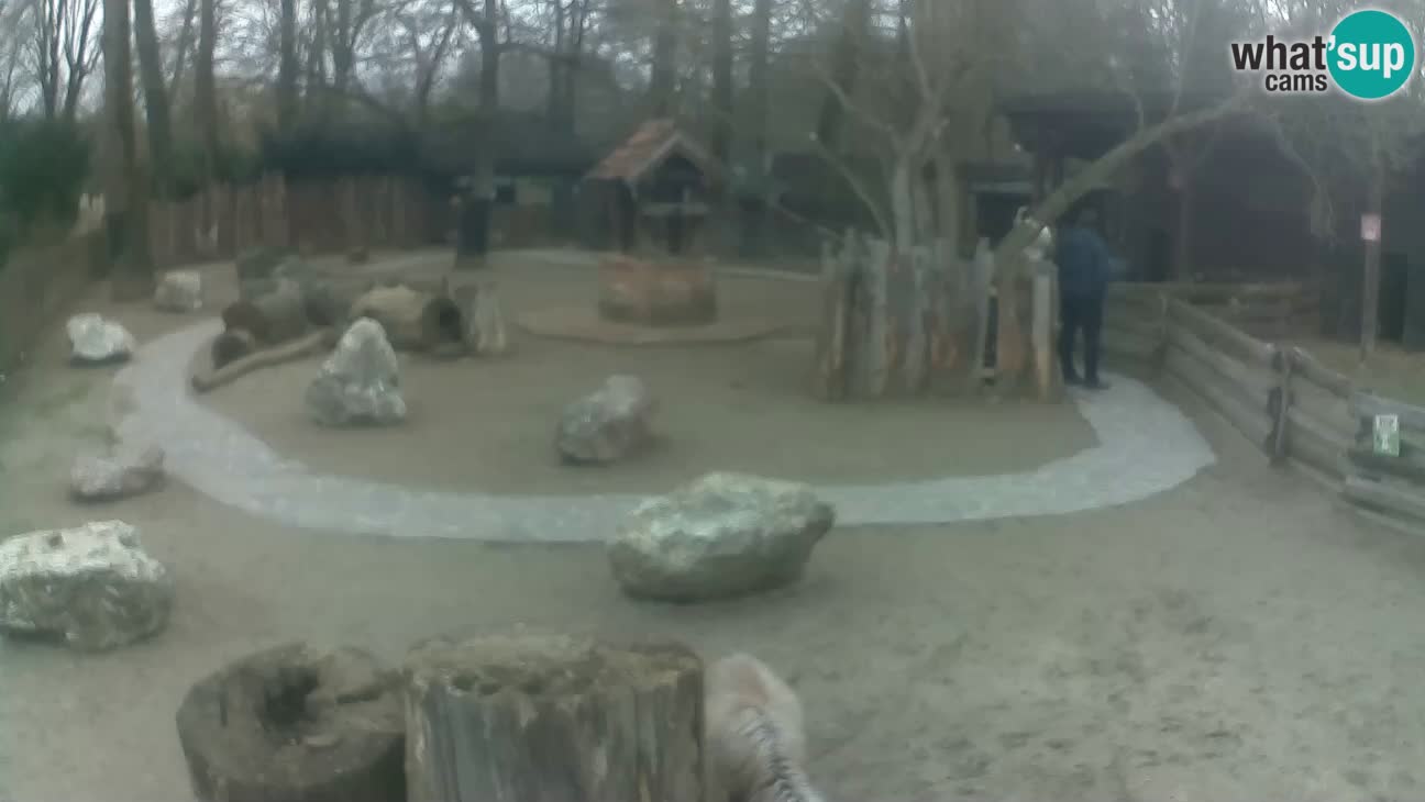 Zoo Zagreb – Cebo dai cornetti