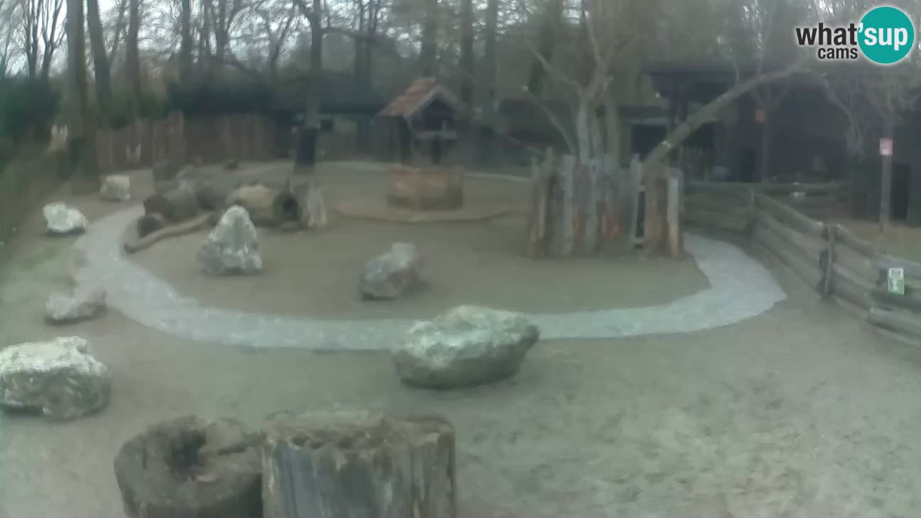 Zoo Zagreb – Cebo dai cornetti