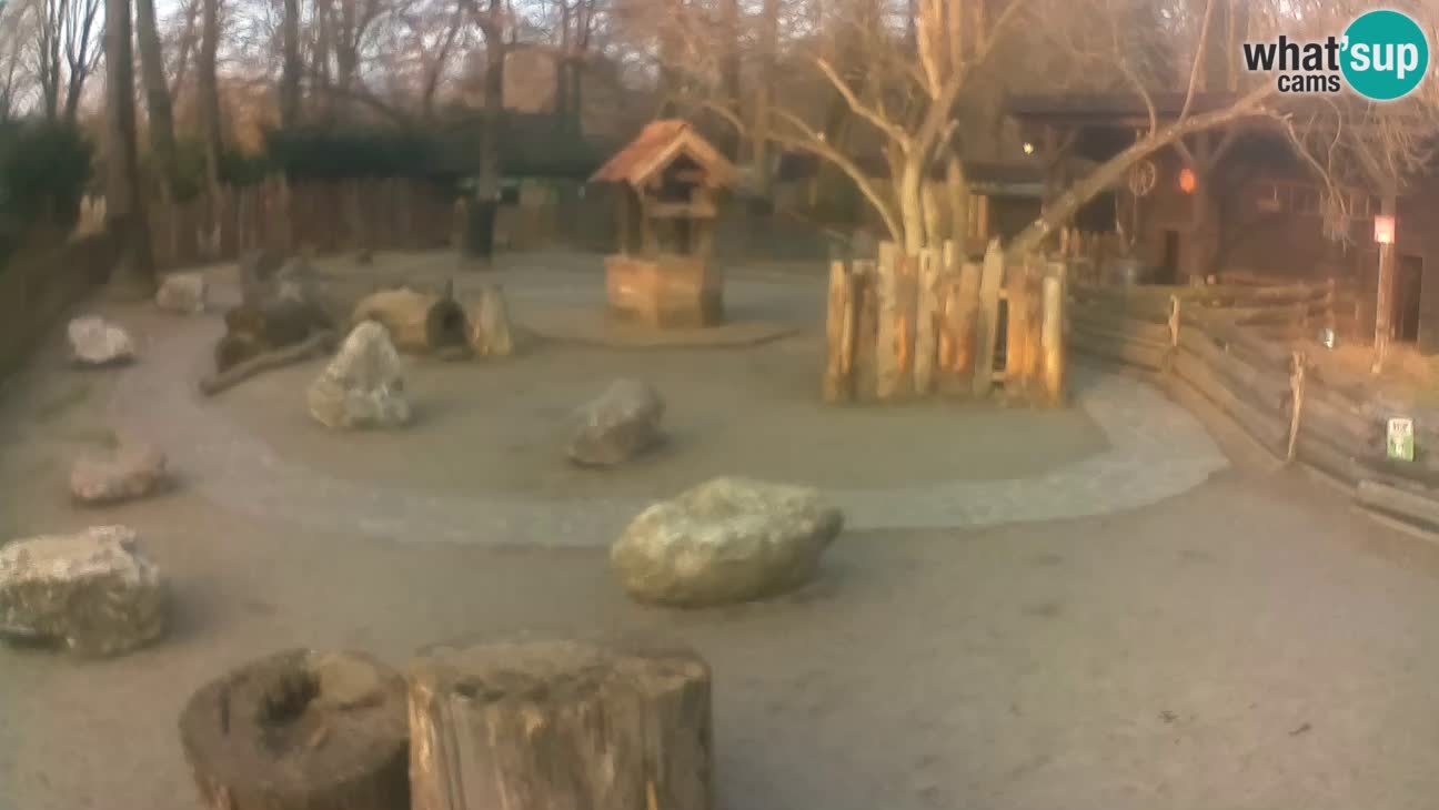 Zoo Zagreb – Rjava kapucinka