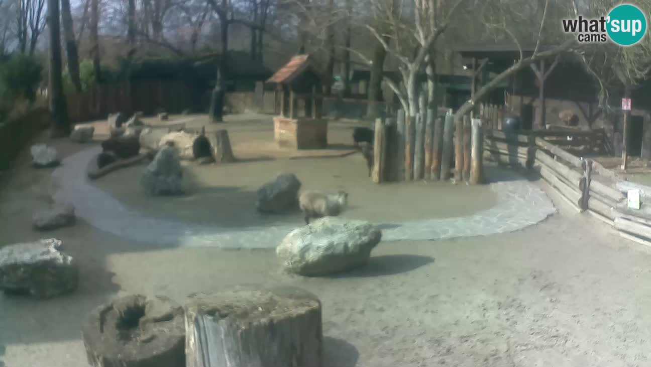 Zoo Zagreb – Haubenkapuziner