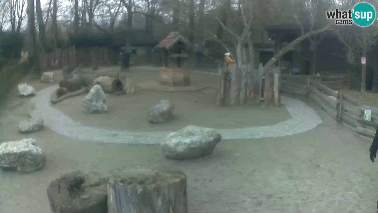 Zoo Zagreb – Cebo dai cornetti